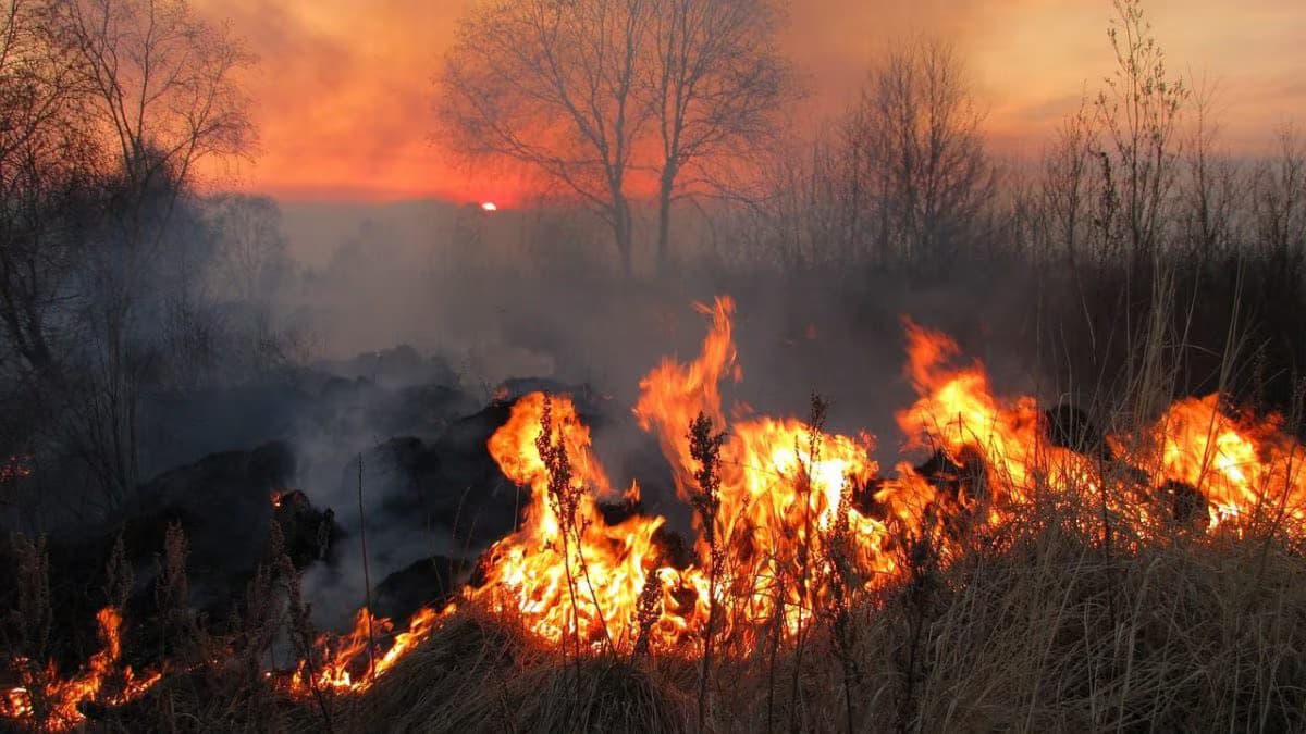 Nel 2026 sono diminuiti gli incendi in Campania