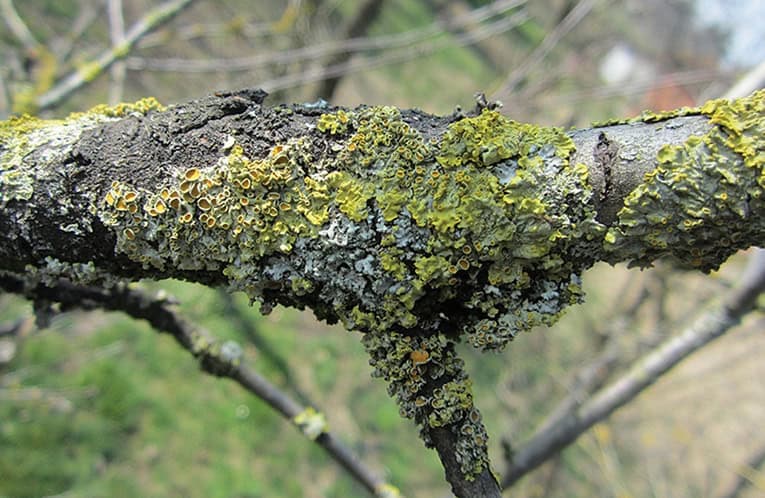 Napoli, torna il corso di riconoscimento dei licheni: tre giornate per conoscere e tutelare la biodiversità