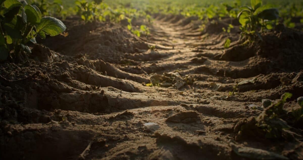"Rigenera Campania": una proposta di legge per rigenerare l'ambiente