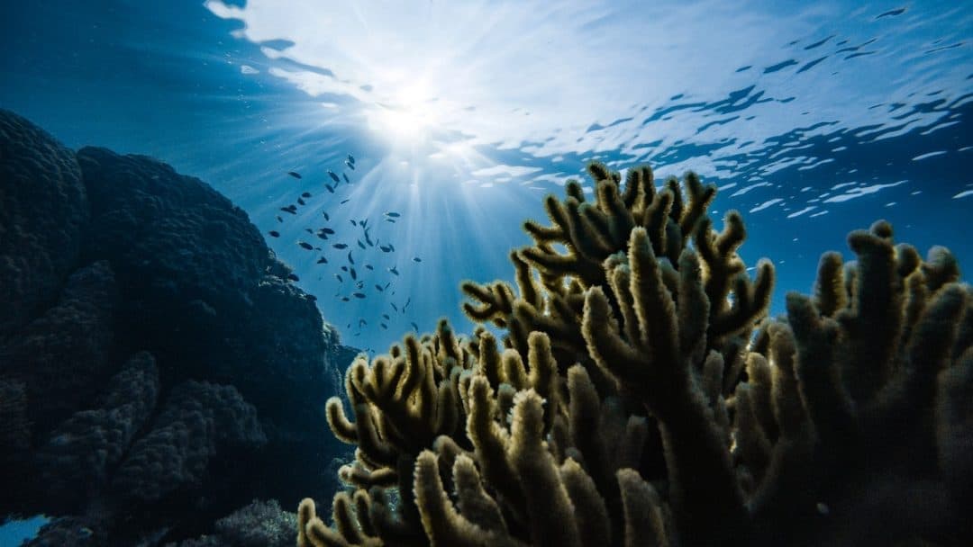 Giornata Oceani, MITE: il primo passo verso Mediterraneo Zona SECA