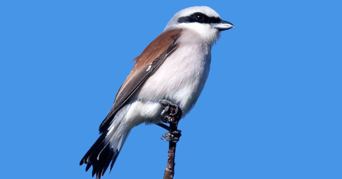 Gli uccelli svernanti nel casertano: una biodiversità di livello internazionale