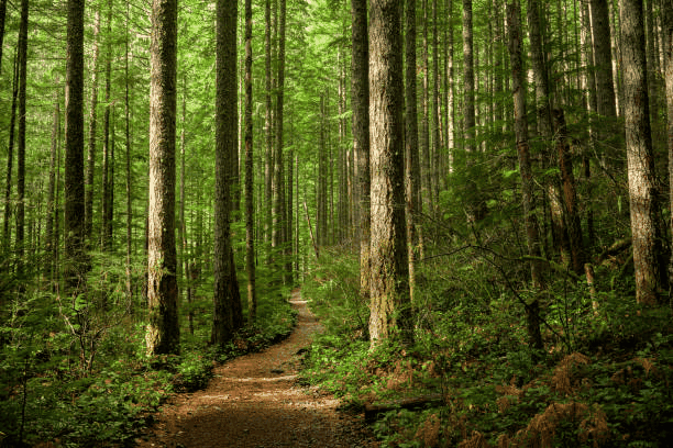 Secondo una ricerca anche le foreste inquinano